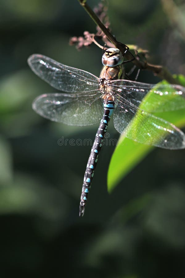 Dragonfly, close up image. In the Nature stock photography