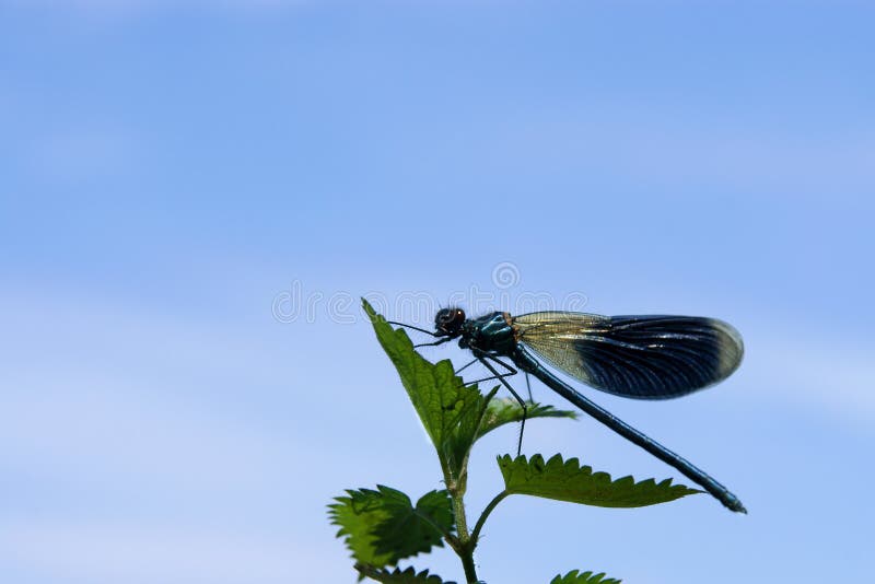 Dragonfly close up isolated on white stock image
