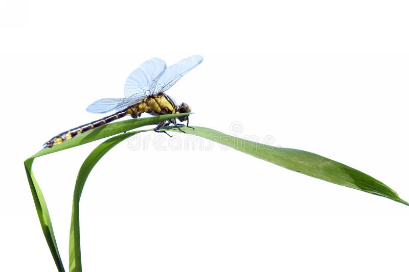 Dragonfly close up isolated on white stock photos