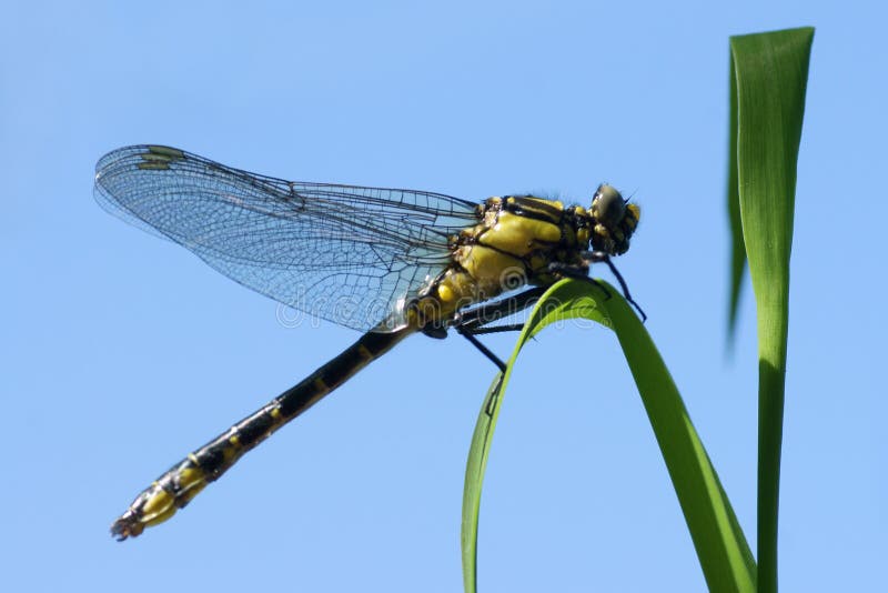 Dragonfly close up isolated on white stock photos