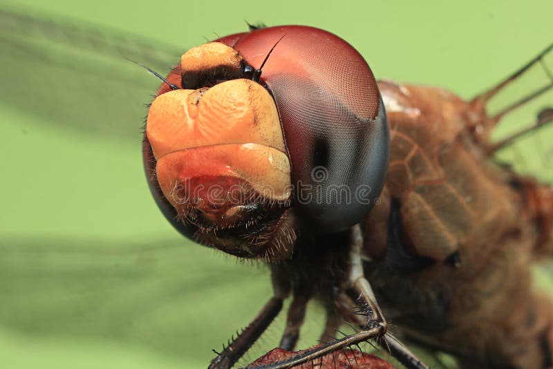 Dragonfly closeup colorful