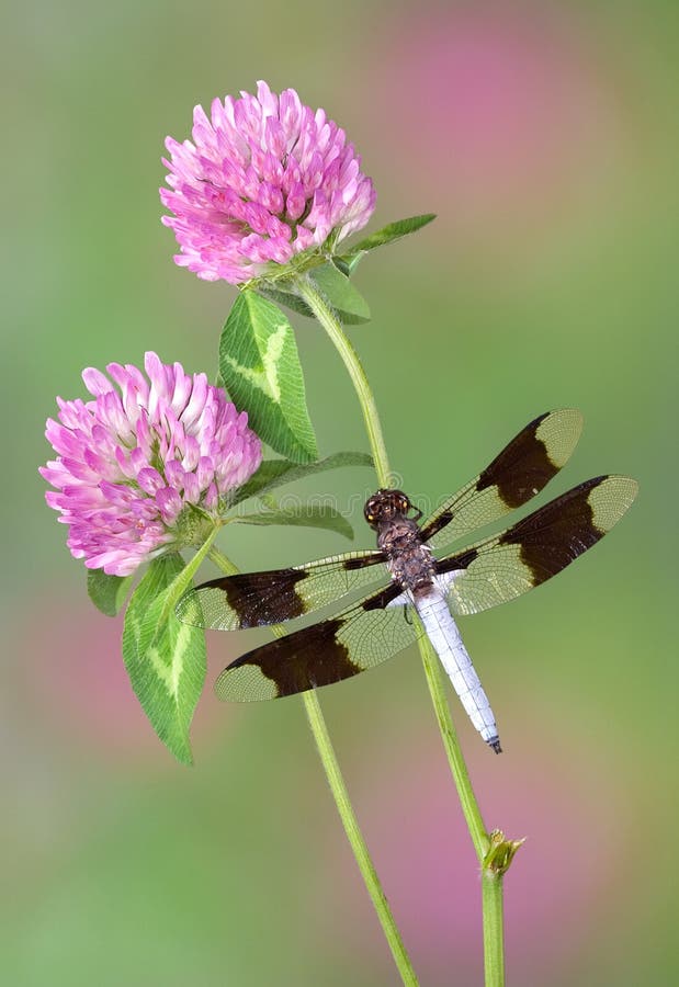 Dragonfly on clover