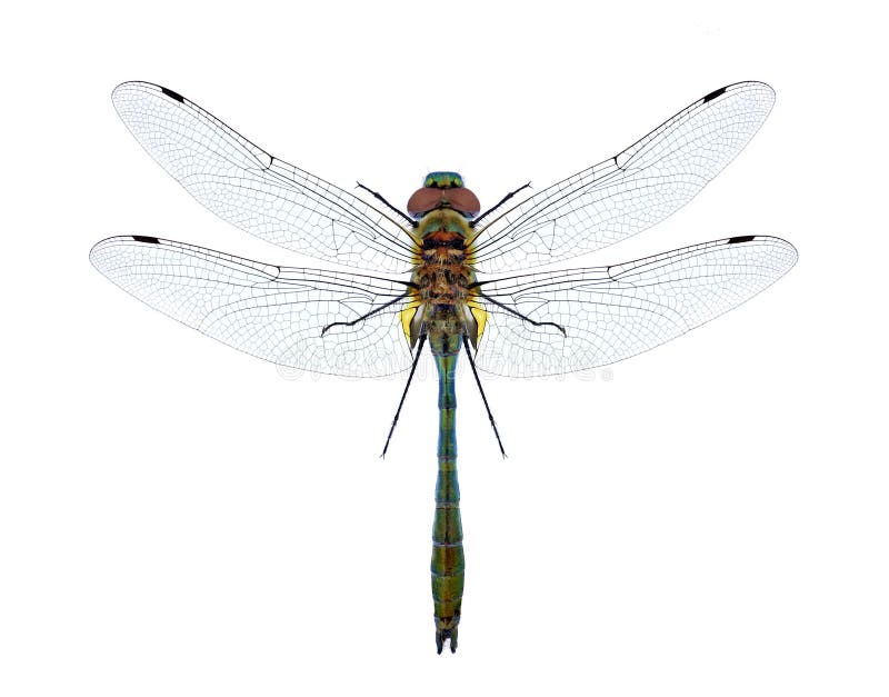 Dragonfly Cordulia aenea obraz stock Dragonfly Cordulia aenea obraz stock