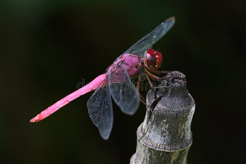 Dragonfly czerwień