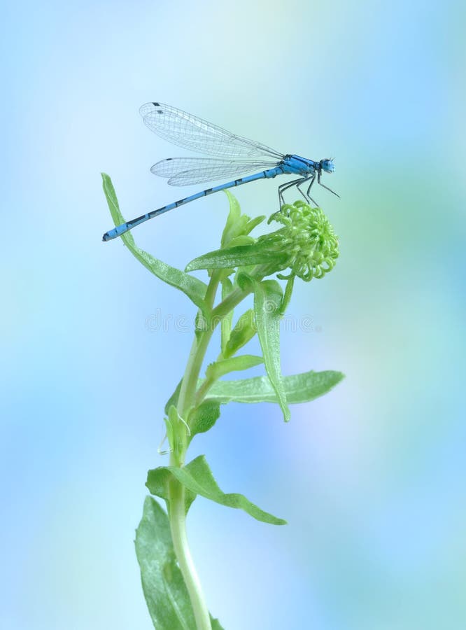 Dragonfly (damselfly) Enallagma cyathigerum (male)