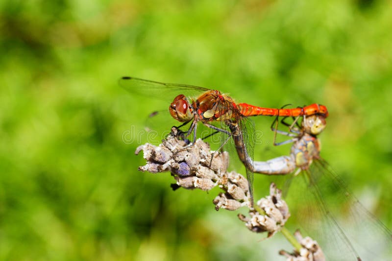 Dragonfly royalty free stock photography