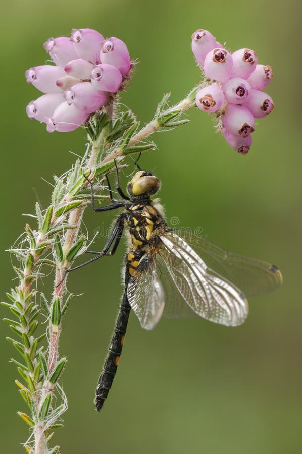 Dragonfly darter смотрел на белизну стоковое изображение rf