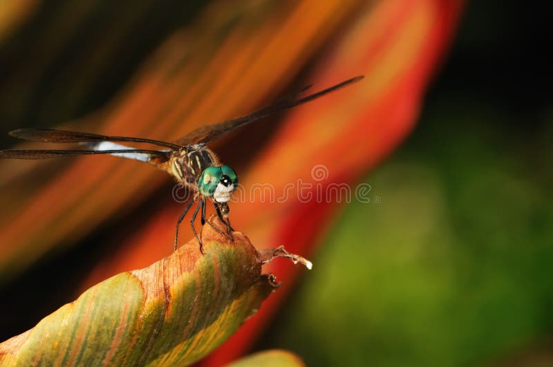 Dragonfly Eating stock image. Image of nature, eating 7449019