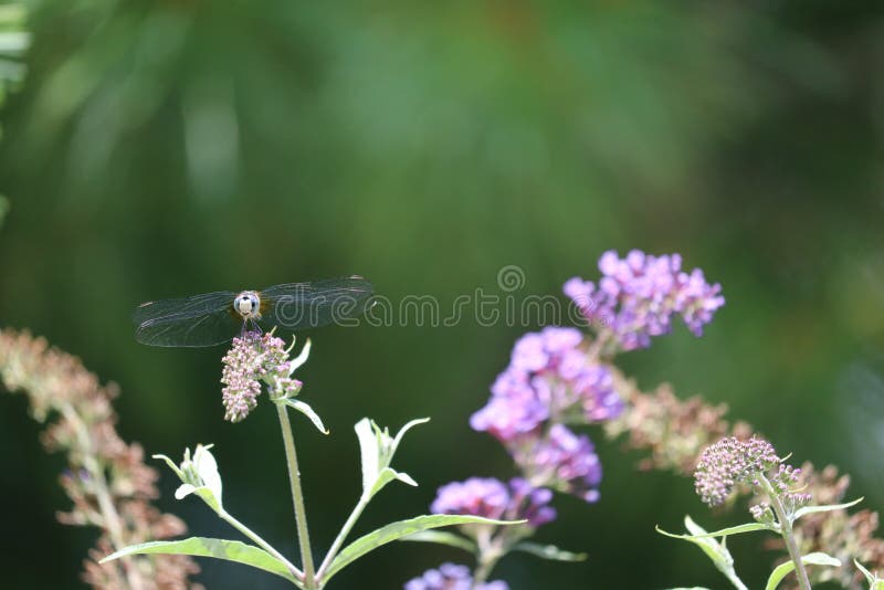 This Dragonfly taking a brief respite to sample nectar from a butterfly bush. This Dragonfly taking a brief respite to sample nectar from a butterfly bush.