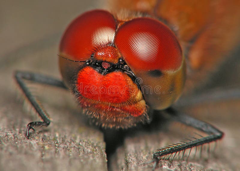 Red dragonfly big eyes. Red dragonfly big eyes