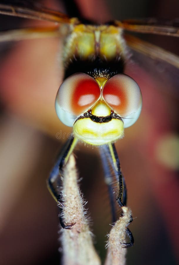 Close-up of a dragonfly pearching on a dry stem with large red and blue eyes. Portrait version. (Libellulidae - Sympetrum vulgaris). Close-up of a dragonfly pearching on a dry stem with large red and blue eyes. Portrait version. (Libellulidae - Sympetrum vulgaris)