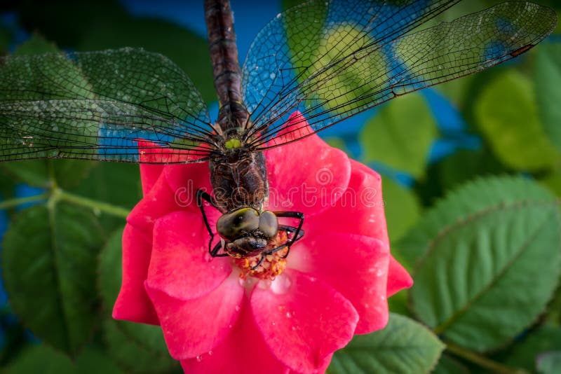 Dragonfly On A Flower Of A Red Rose Macro Photo Stock Photo Image Of