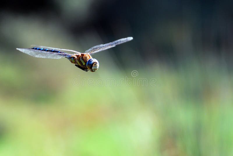 A dragonfly hovering peacefully outside. A dragonfly hovering peacefully outside.
