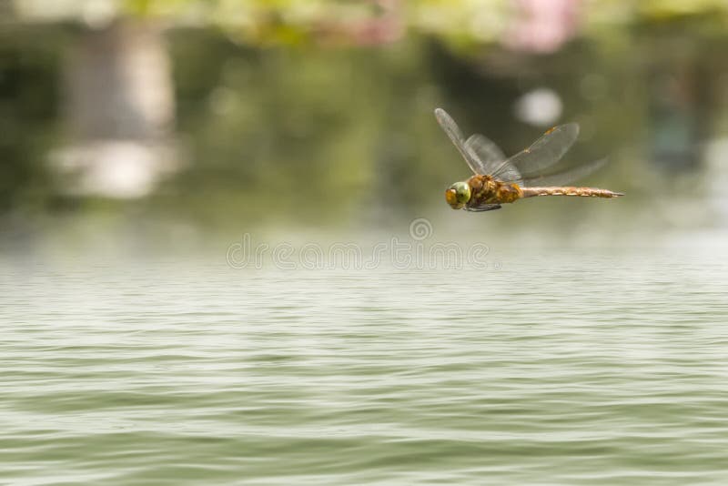 Dragonfly flying in a Zen garden