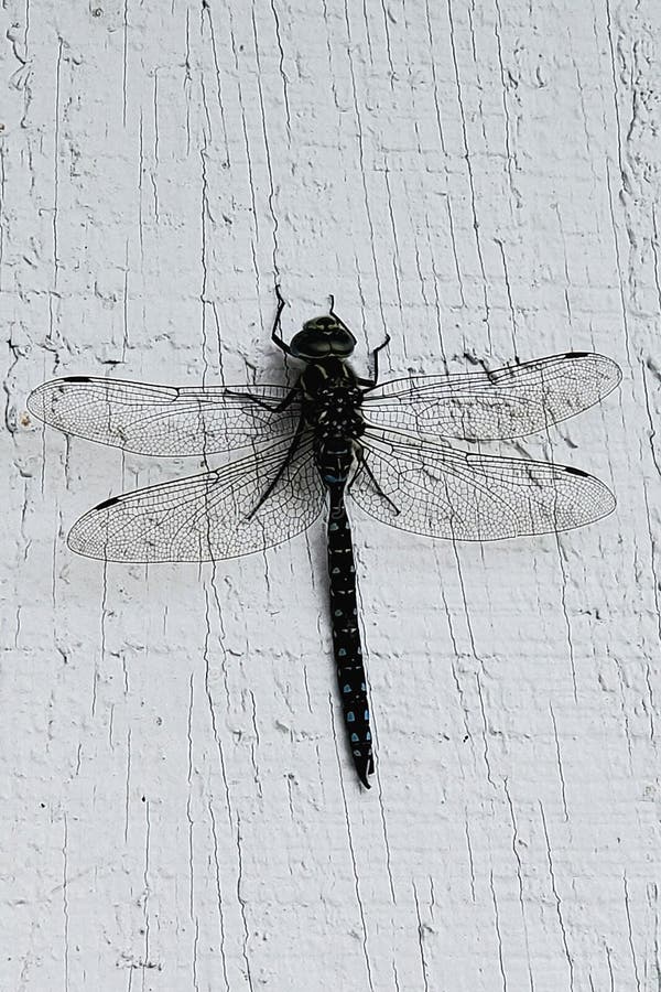 Dragonfly found on side of house royalty free stock images