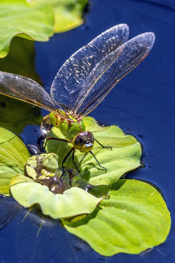 Dragonfly in garden