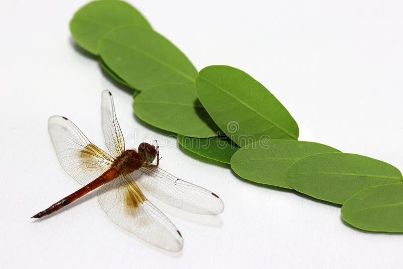 Dragonfly with green leaf and on the white background.