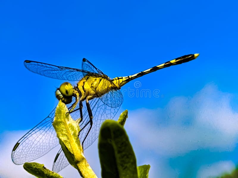 A dragonfly is an insect belonging to the order Odonata, infraorder Anisoptera. Adult dragonflies are characterized by large