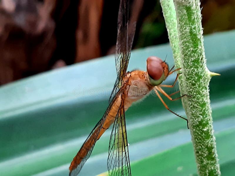 Dragonfly, an Insect with Four Wings Stock Image Image of dragonfly