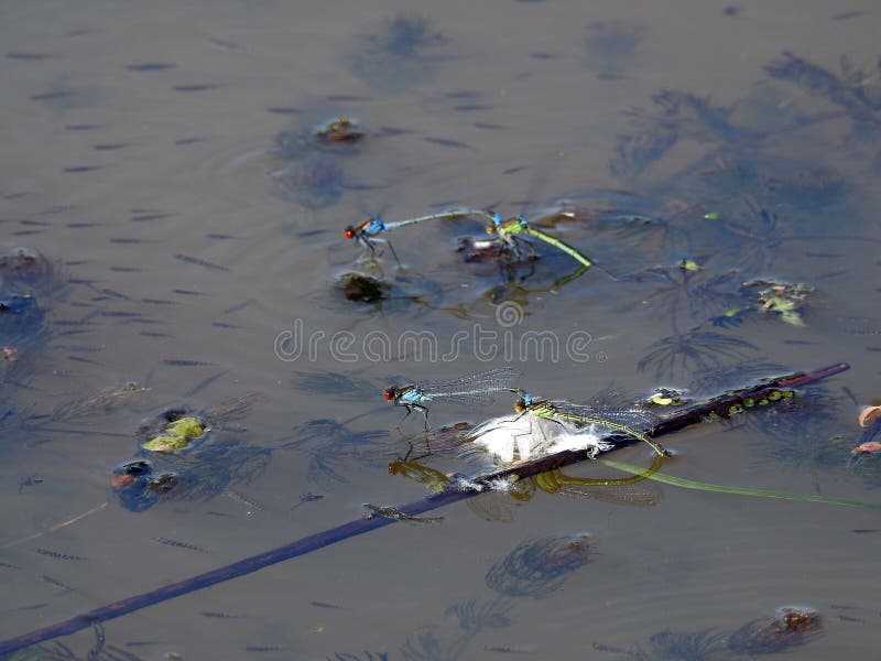 Dragonfly insects floating on water