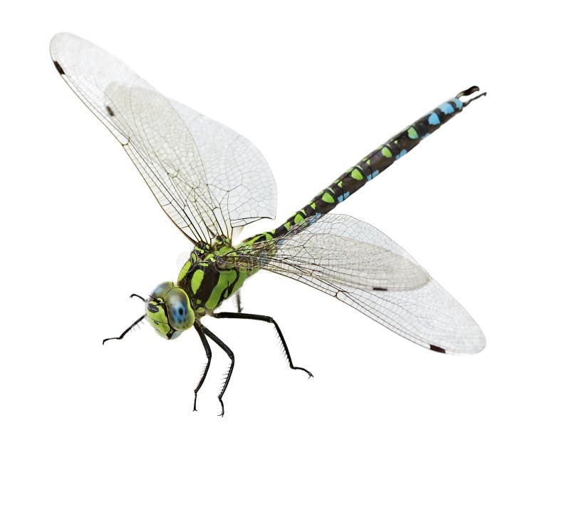 Dragonfly isolated