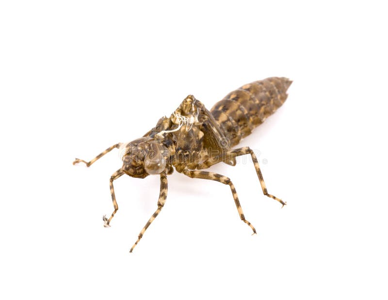 Dragonfly Larva Shell Isolated on White Background