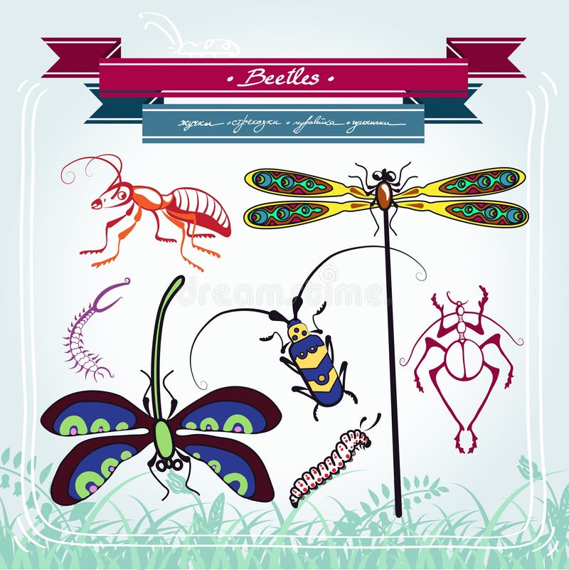 dragonfly larvae illustration dragonfly larvae illustration