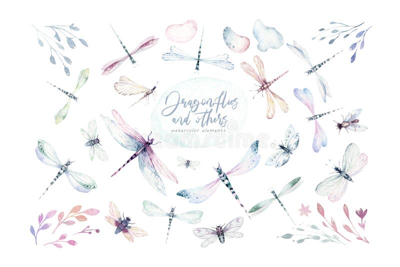 Watercolor fly dragonfly spring wings illustration summer insect collection of bees and dragonflies. Watercolor fly dragonfly spring wings illustration summer insect collection of bees and dragonflies