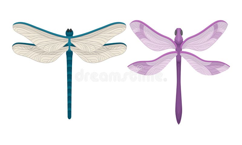 Dragonfly with Long Body and Transparent Wings Vector Set