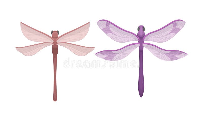 Dragonfly with Long Body and Transparent Wings Vector Set