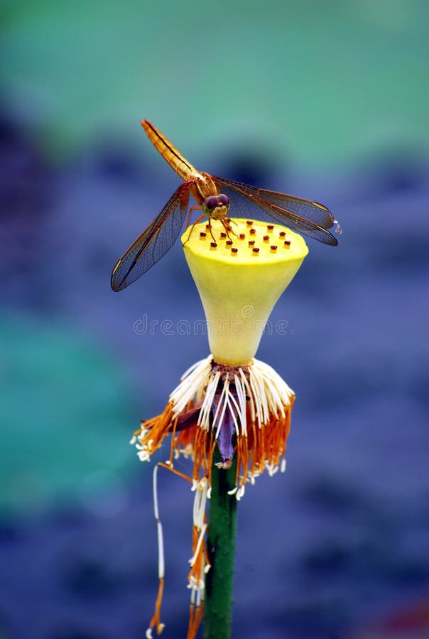 Dragonfly on a lotus