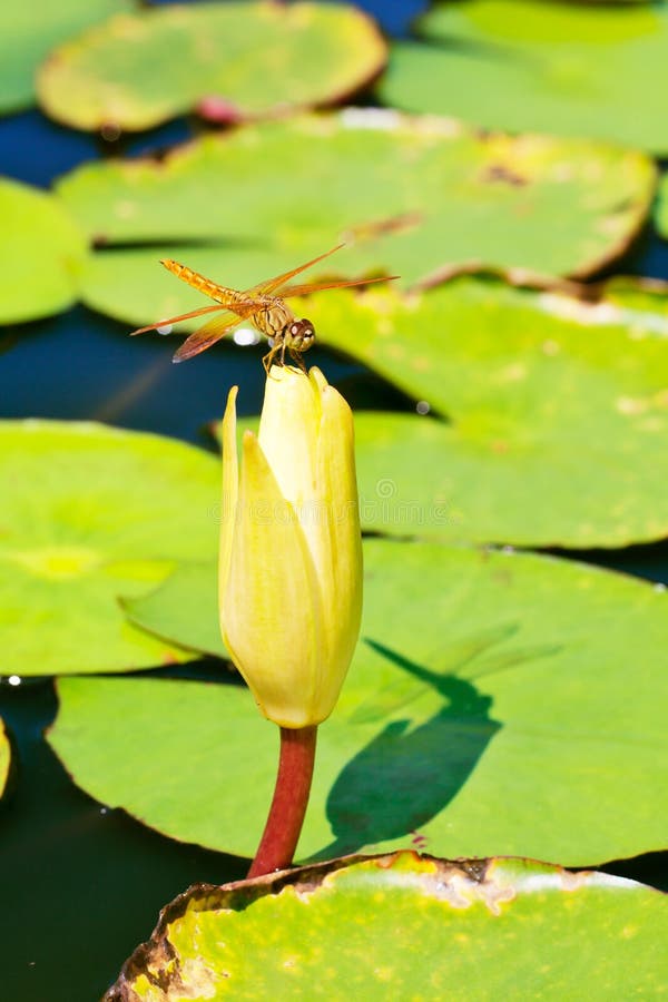 Dragonfly on lotus bud 3