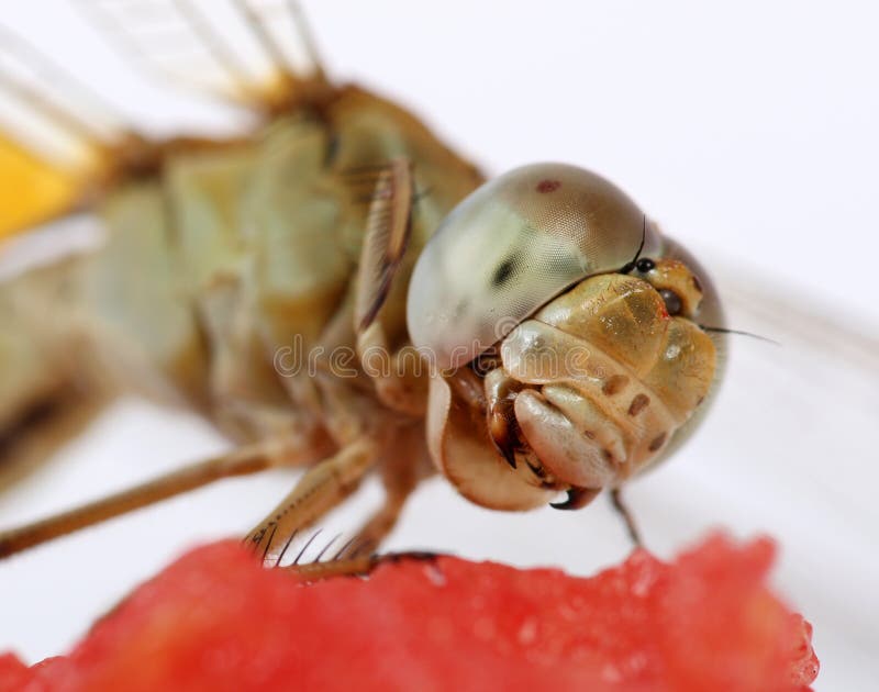 Dragonfly macro