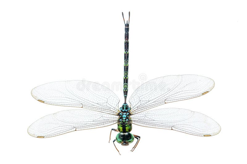 Dragonfly makro- odosobniony