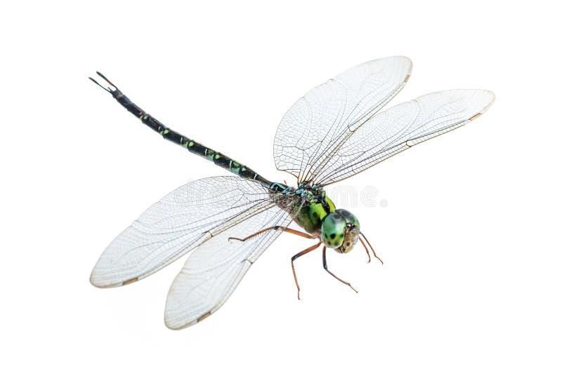 Dragonfly makro- odosobniony