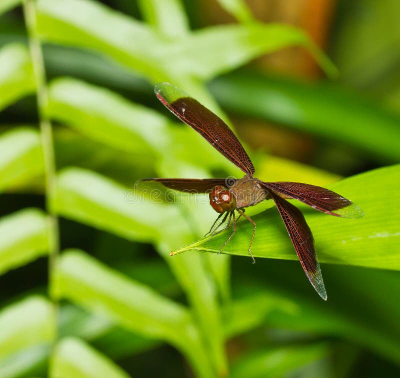 Dragonfly maro în parc stock photography