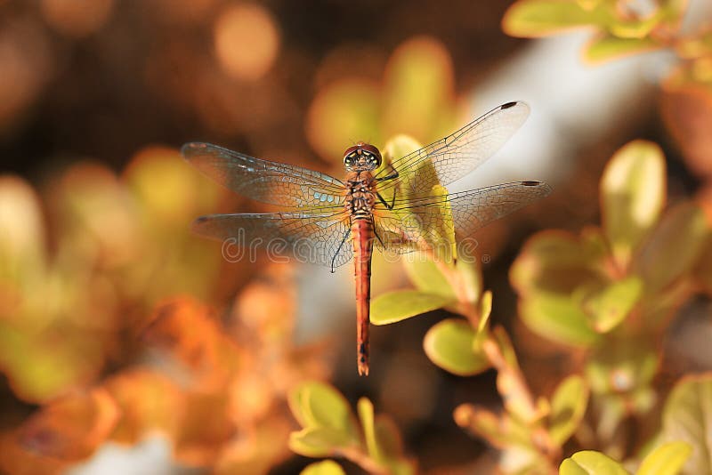 Dragonfly na lato trawie