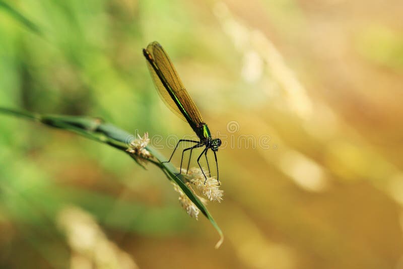 Dragonfly in the Nature royalty free stock images Dragonfly in the Nature royalty free stock images