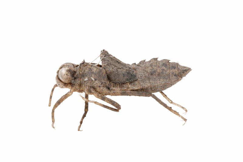 Dragonfly nymph shell stock photo. Image of cover, macro - 32305582