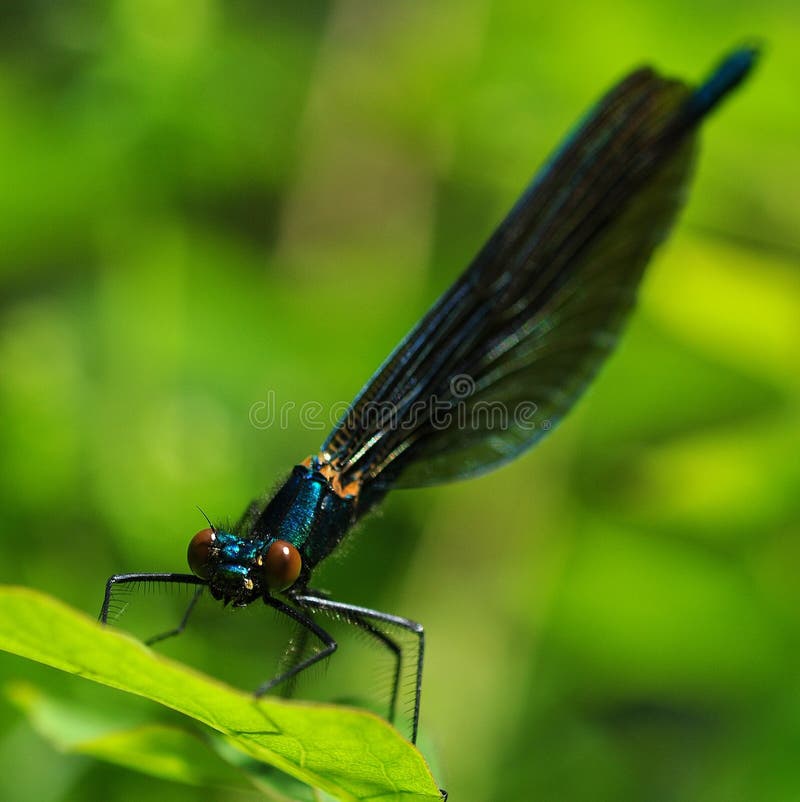 Dragonfly odonata in the green