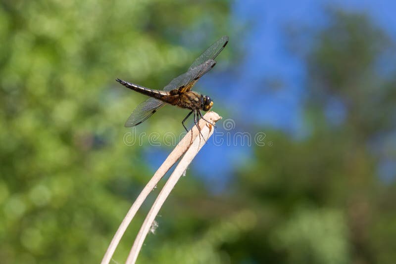 Dragonfly odonata mit ausgestreckten Flügeln auf einem Grashalm. im Hintergrund ist ein wunderschönes Bukett, das von einem Objekt stockfotos