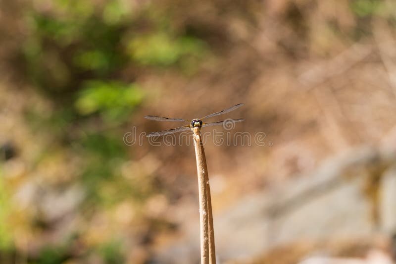Dragonfly odonata mit ausgestreckten Flügeln auf einem Grashalm. im Hintergrund ist ein wunderschönes Bukett, das von einem Objekt stockfotografie