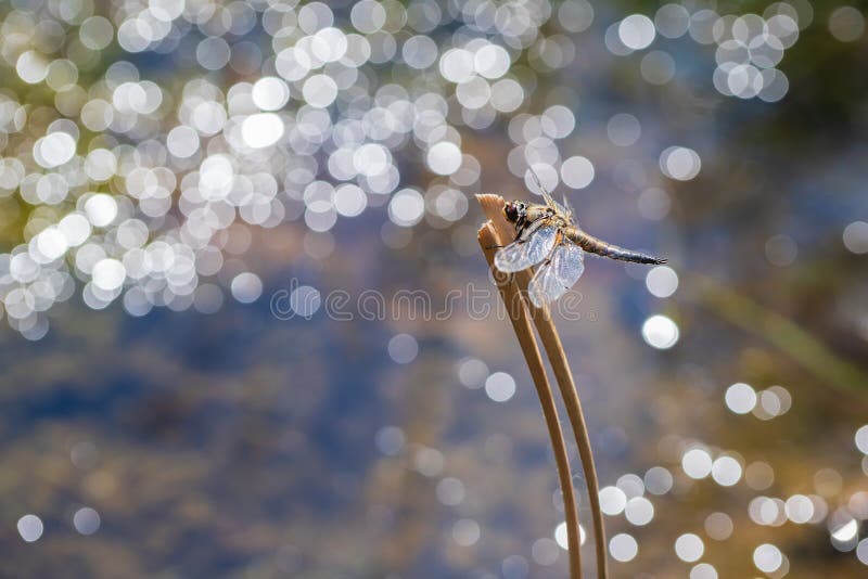 Dragonfly - Odonata with outstretched wings on a blade of grass. In the background is a beautiful bokeh created by an  lens