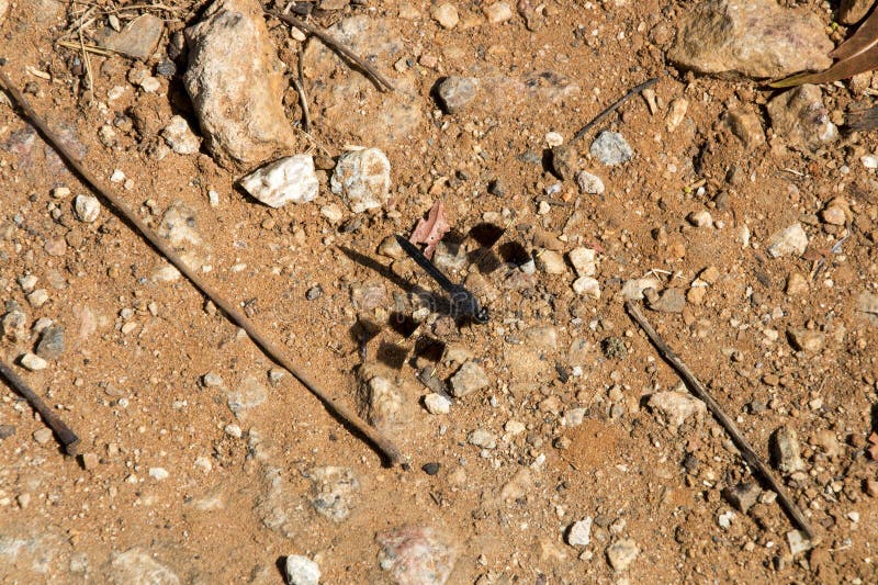 Photograph of a black dragon fly standing on the sand with stones, sticks and other debris. Photograph of a black dragon fly standing on the sand with stones, sticks and other debris