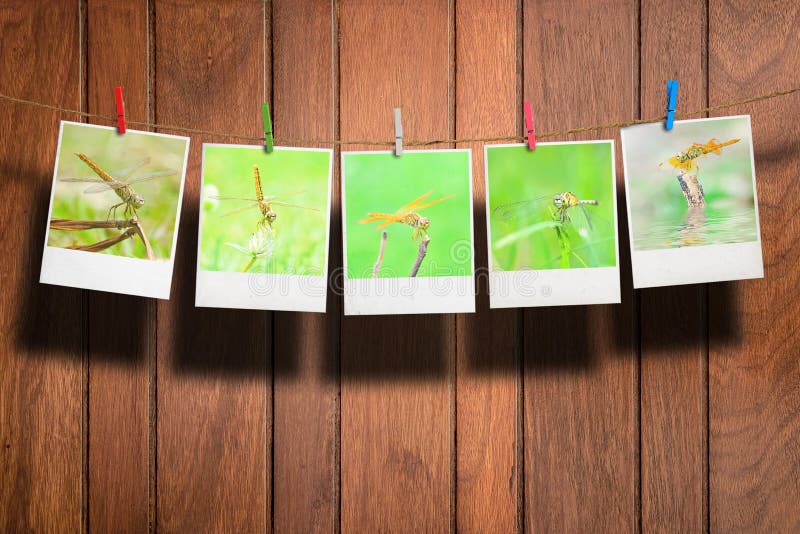 Dragonfly photo stock photos