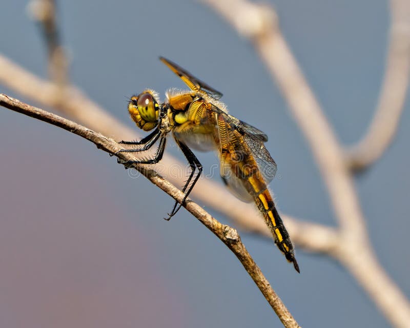 Dragonfly Photo and Image. Close-up side view resting on a tree branch with blue background in its environment. Common Dragonfly close-up side view resting on a tree branch with blue background in its environment and habitat surrounding. Dragonfly Picture.