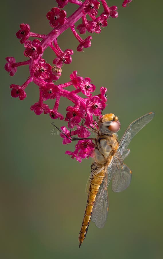 Dragonfly on pokeweed stock photography