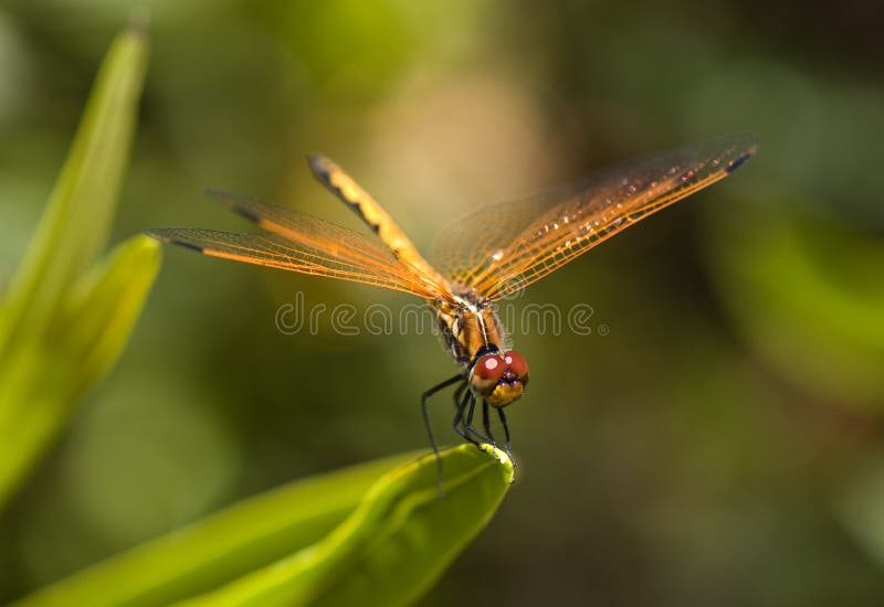 Dragonfly pose