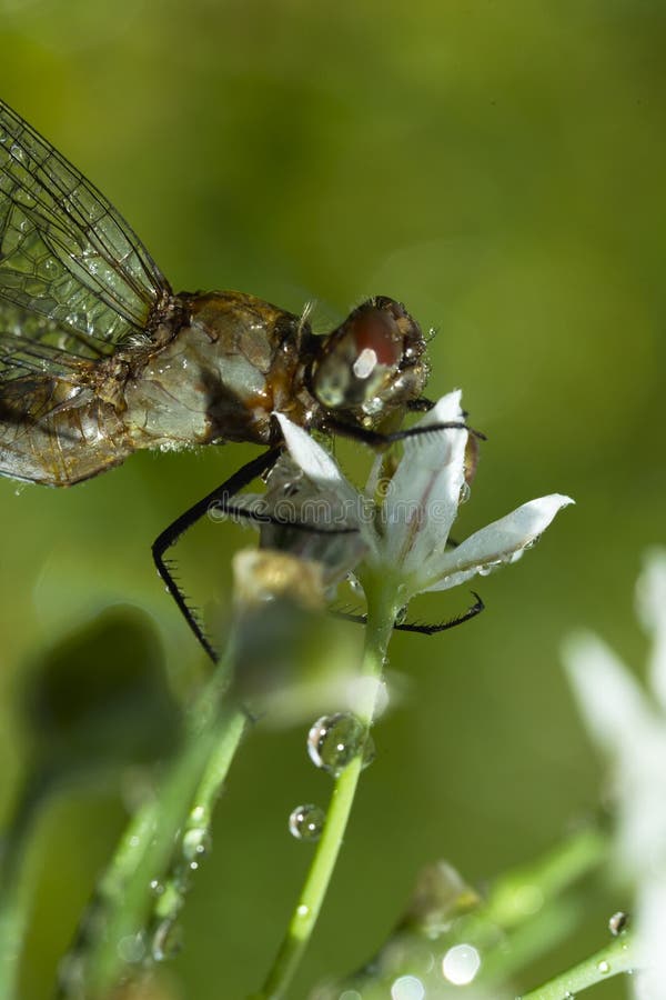 Dragonfly in Rain. stock photo. Image of drops, dragonfly 34454502