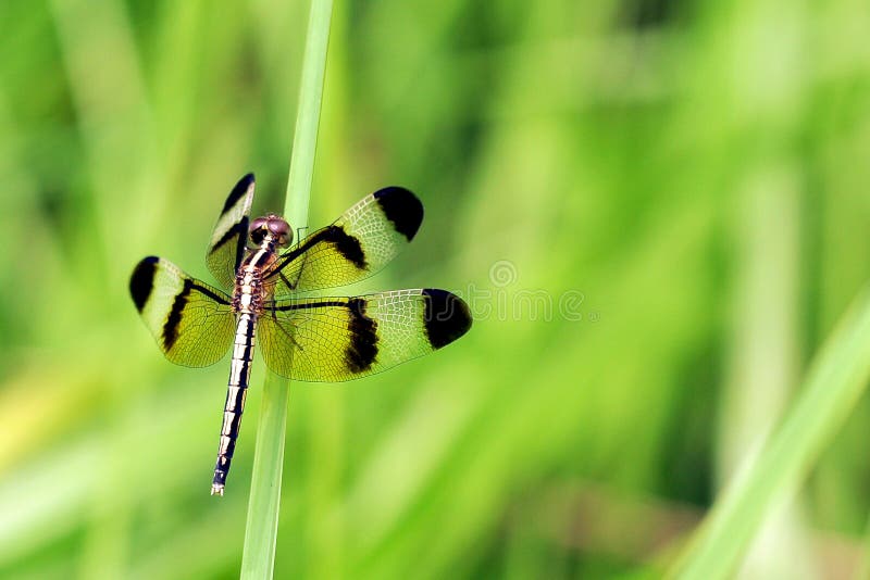 Dragonfly ready to takeoff